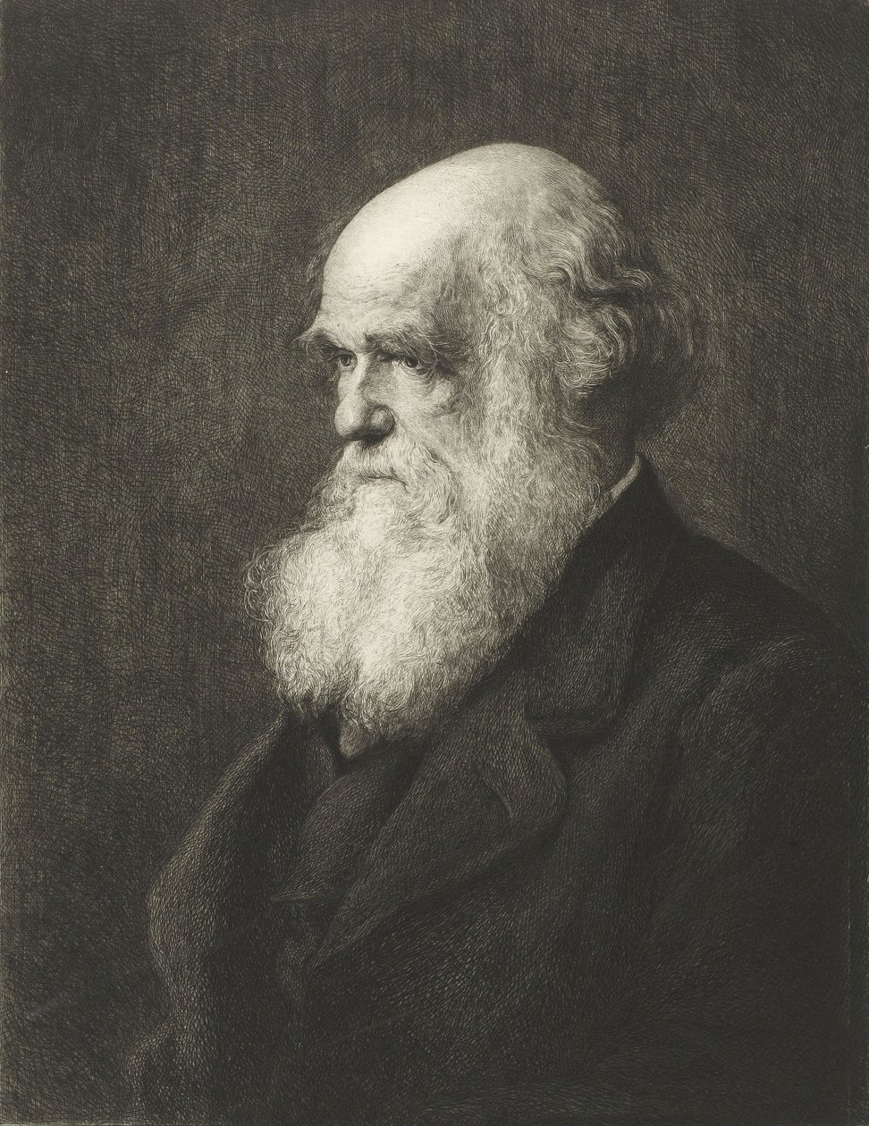 Charles Robert Darwin (metszet) alkotó: Walter William (after) Ouless