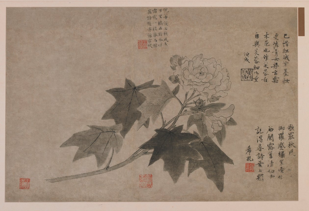 Hibiszkusz, 1347. alkotó: Wang Yuan