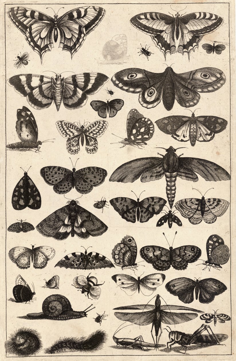 Negyvenegy rovar alkotó: Wenceslaus Hollar