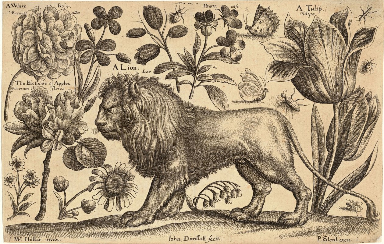 Oroszlán és tulipán alkotó: Wenceslaus Hollar