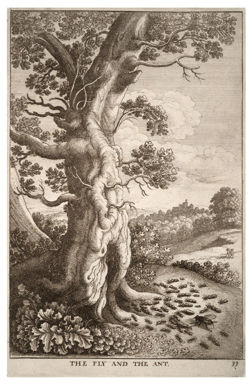 A légy és a hangya alkotó: Wenceslaus Hollar