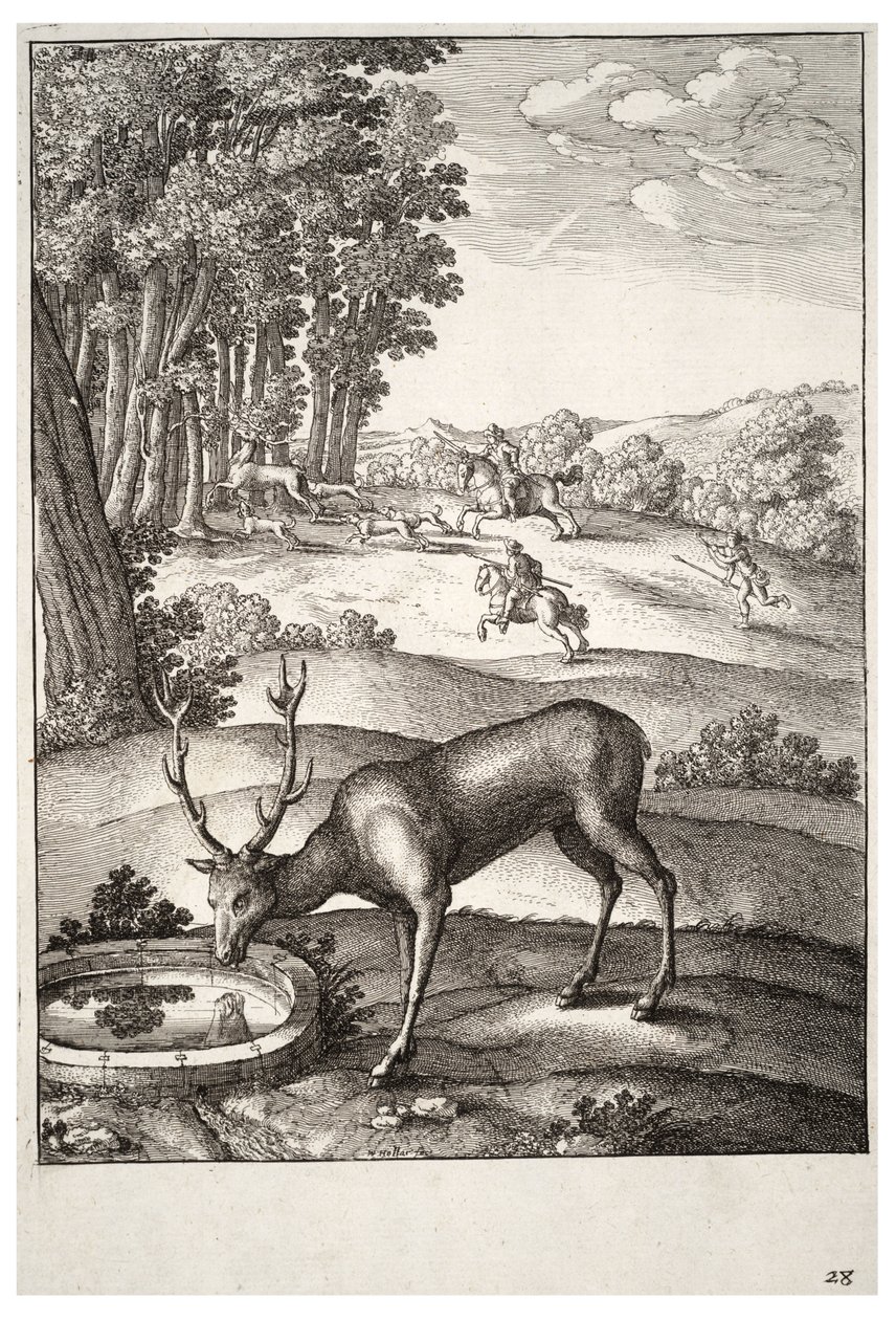 A szarvas. 2. állapot alkotó: Wenceslaus Hollar