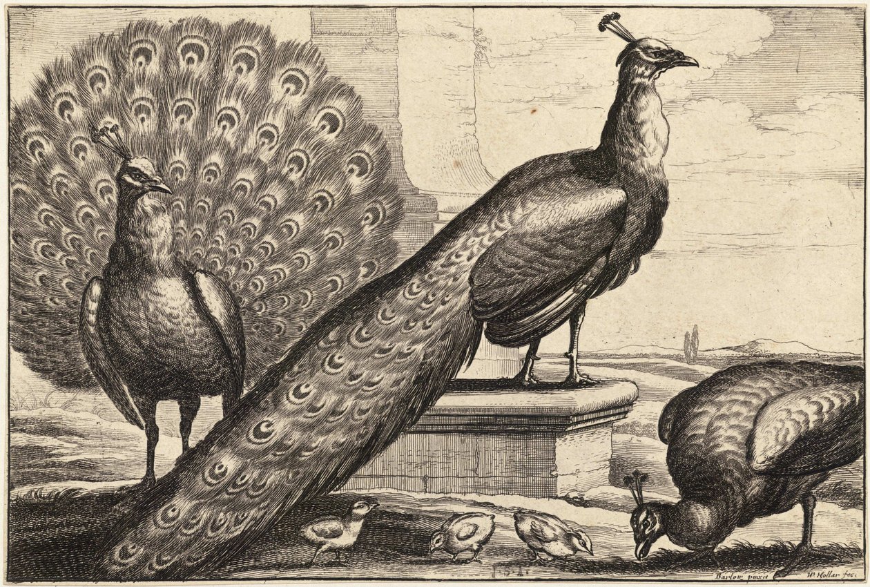 Három páva alkotó: Wenceslaus Hollar