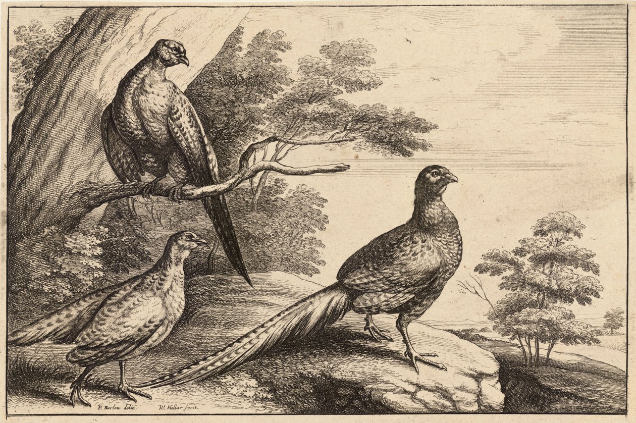 Három fácán alkotó: Wenceslaus Hollar