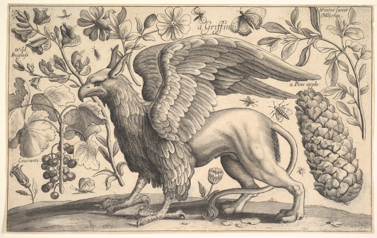 Egy griff, 1625-77. alkotó: Wenceslaus Hollar