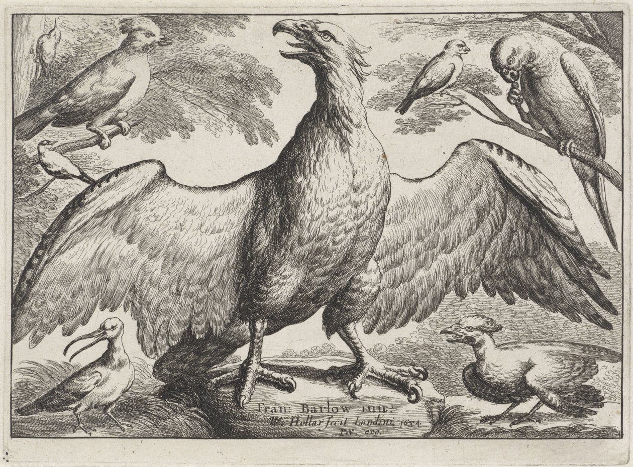 Sas Különböző madarak (sorozat címe) alkotó: Wenceslaus Hollar