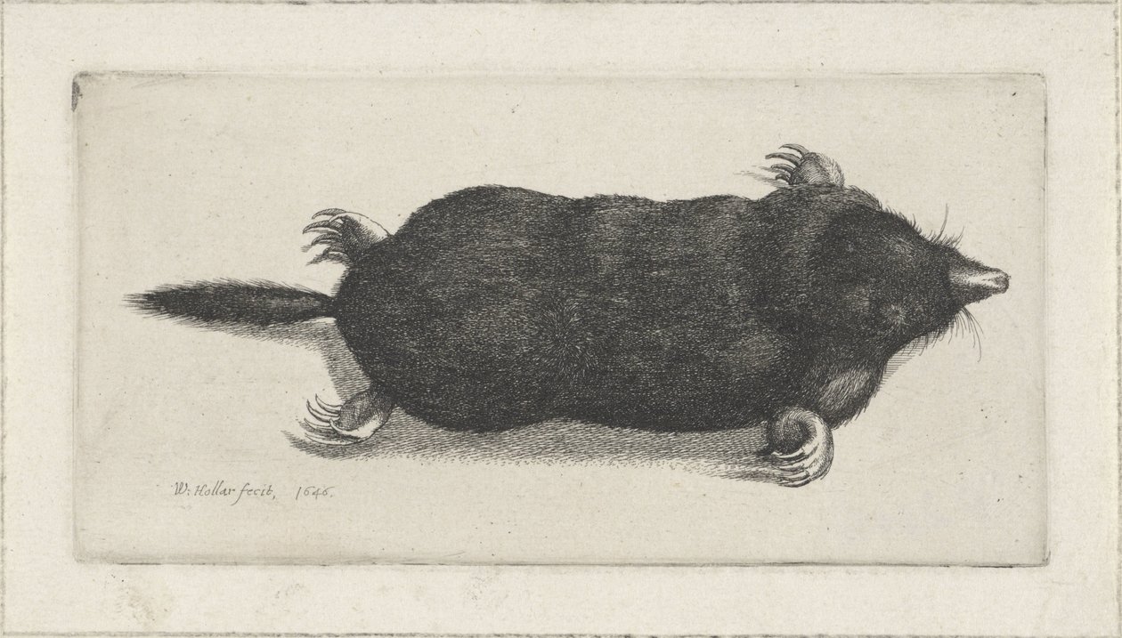 döglött anyajegy alkotó: Wenceslaus Hollar