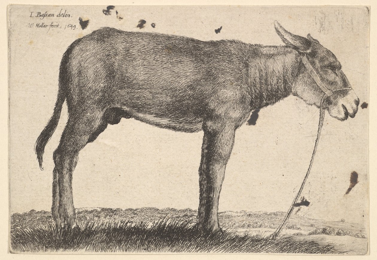 Szamár, 1649. alkotó: Wenceslaus Hollar