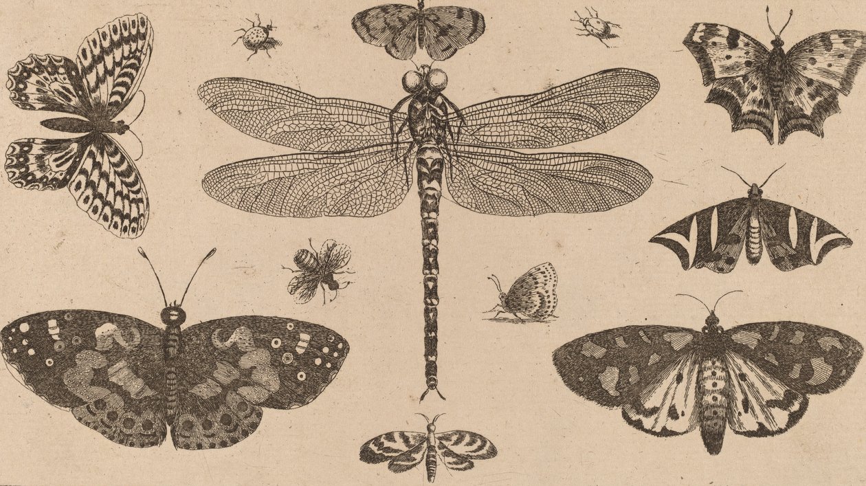 Szitakötő, katica és pillangó. alkotó: Wenceslaus Hollar