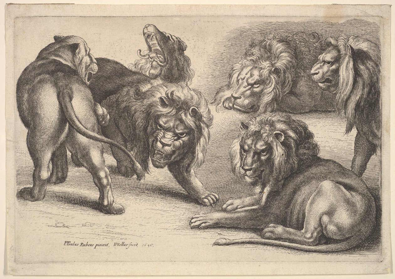 Öt oroszlán és egy oroszlán, 1646. alkotó: Wenceslaus Hollar