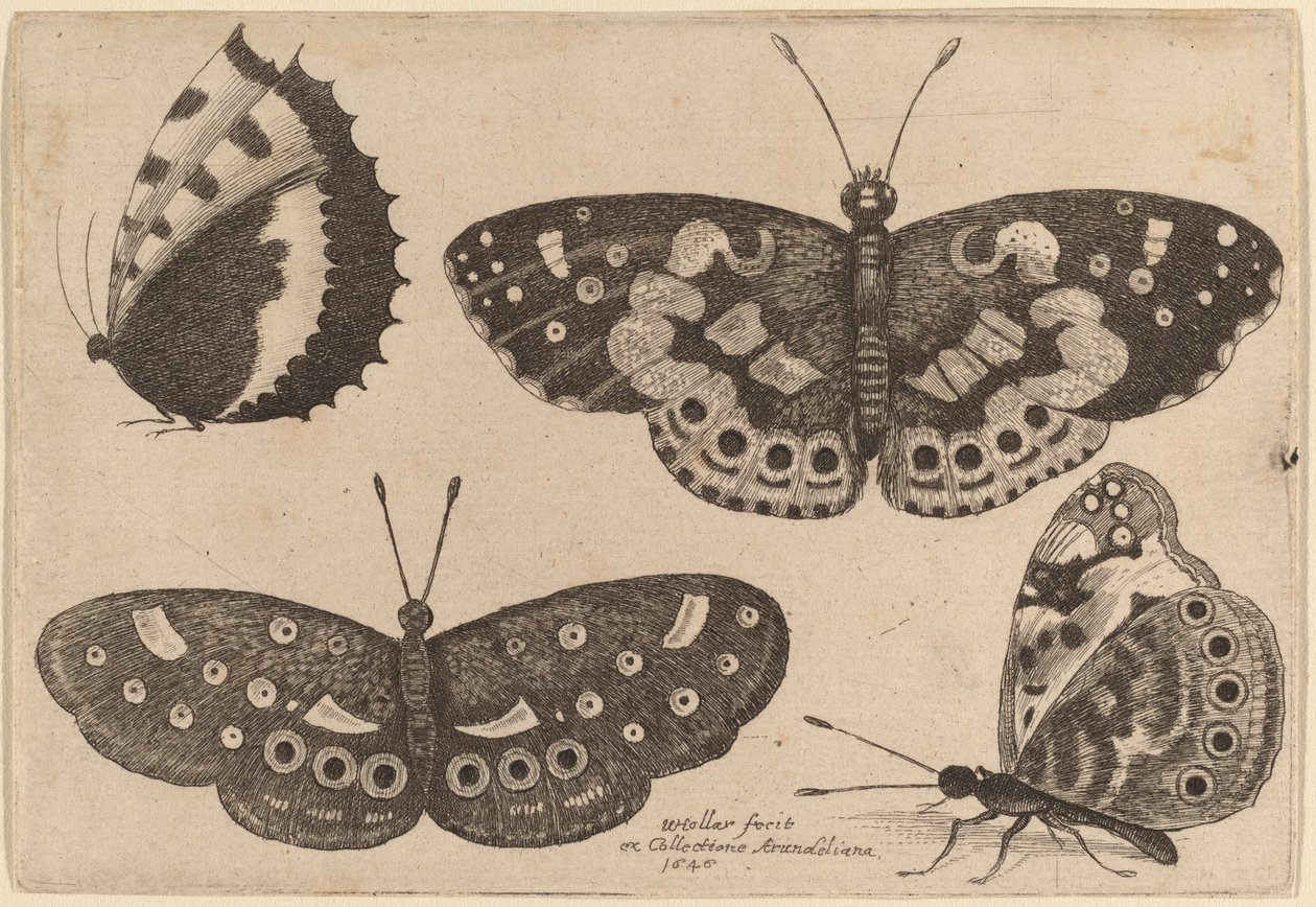 Négy pillangó alkotó: Wenceslaus Hollar