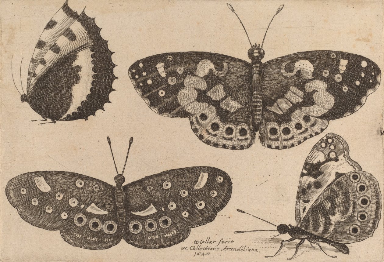 Négy pillangó, 1646. alkotó: Wenceslaus Hollar