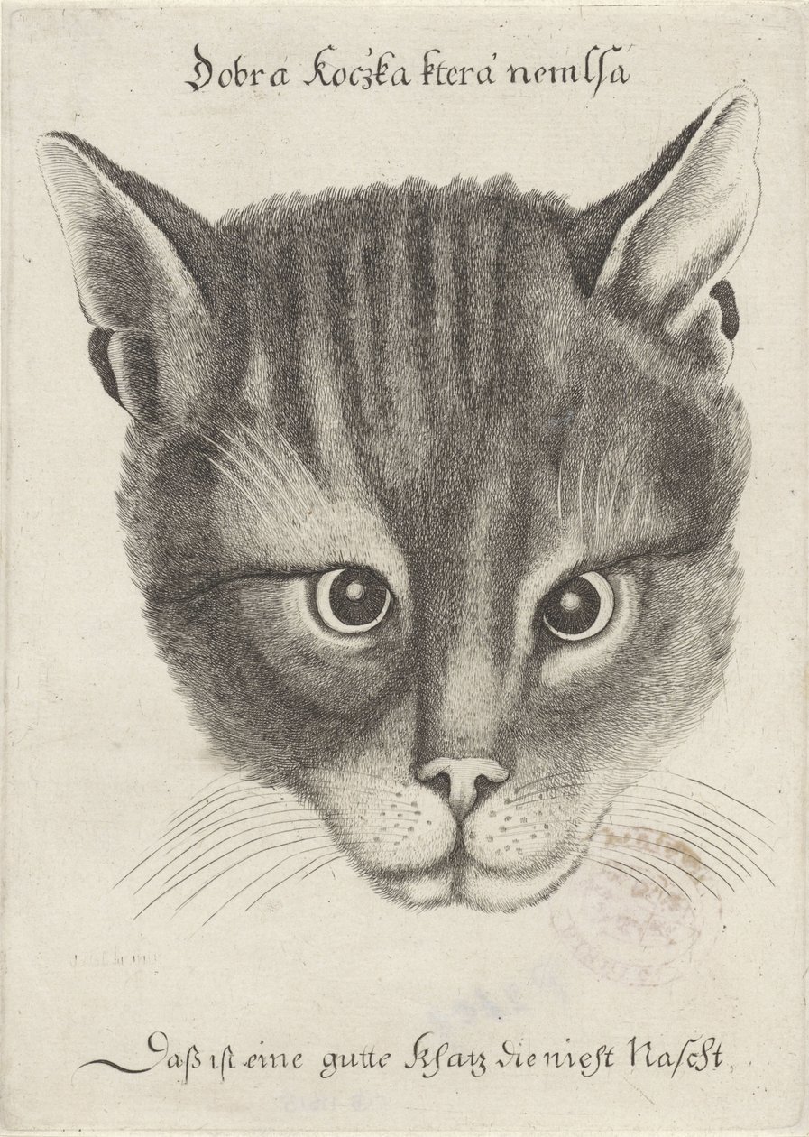 Egy macska feje alkotó: Wenceslaus Hollar