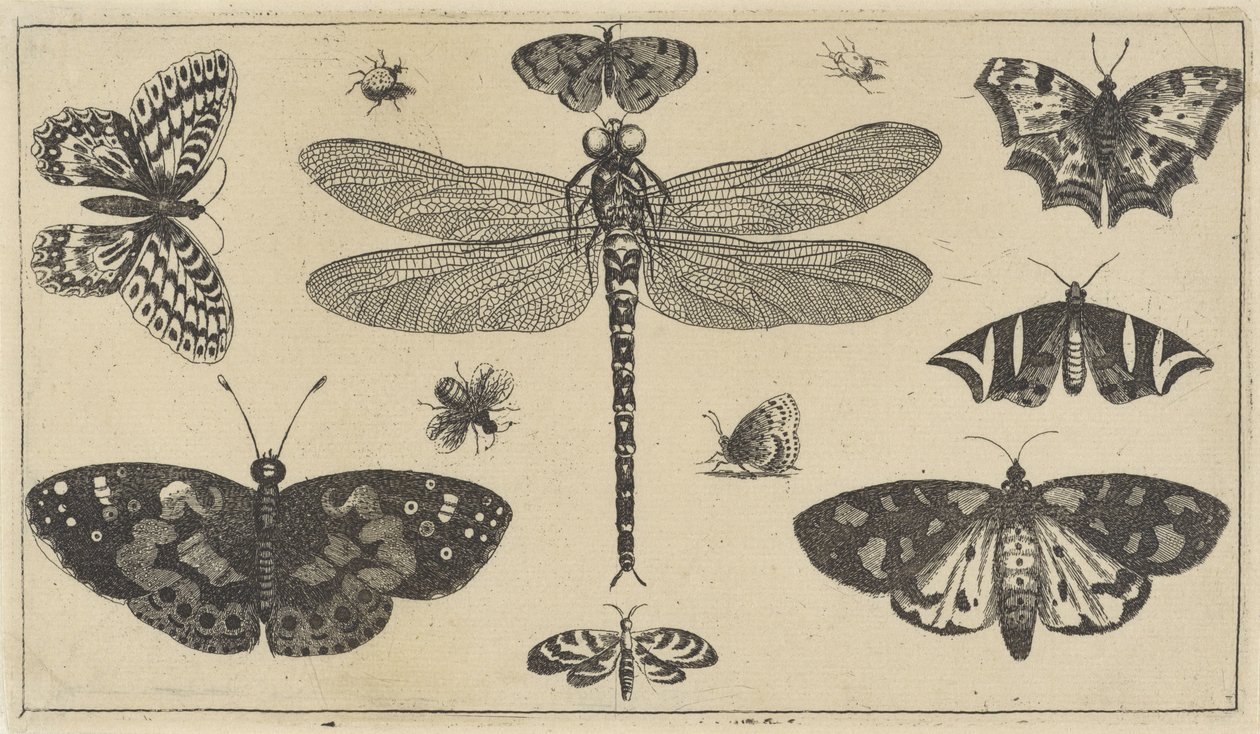 Szitakötő, katicabogarak és pillangók Különféle rovarok (sorozat címe) Diversae Insectorum (sorozat címe) alkotó: Wenceslaus Hollar