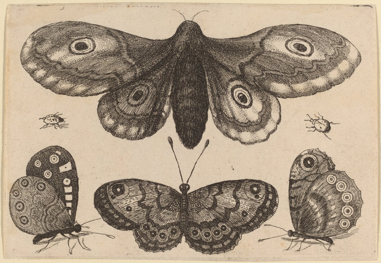 Moly, három pillangó és két bogár alkotó: Wenceslaus Hollar