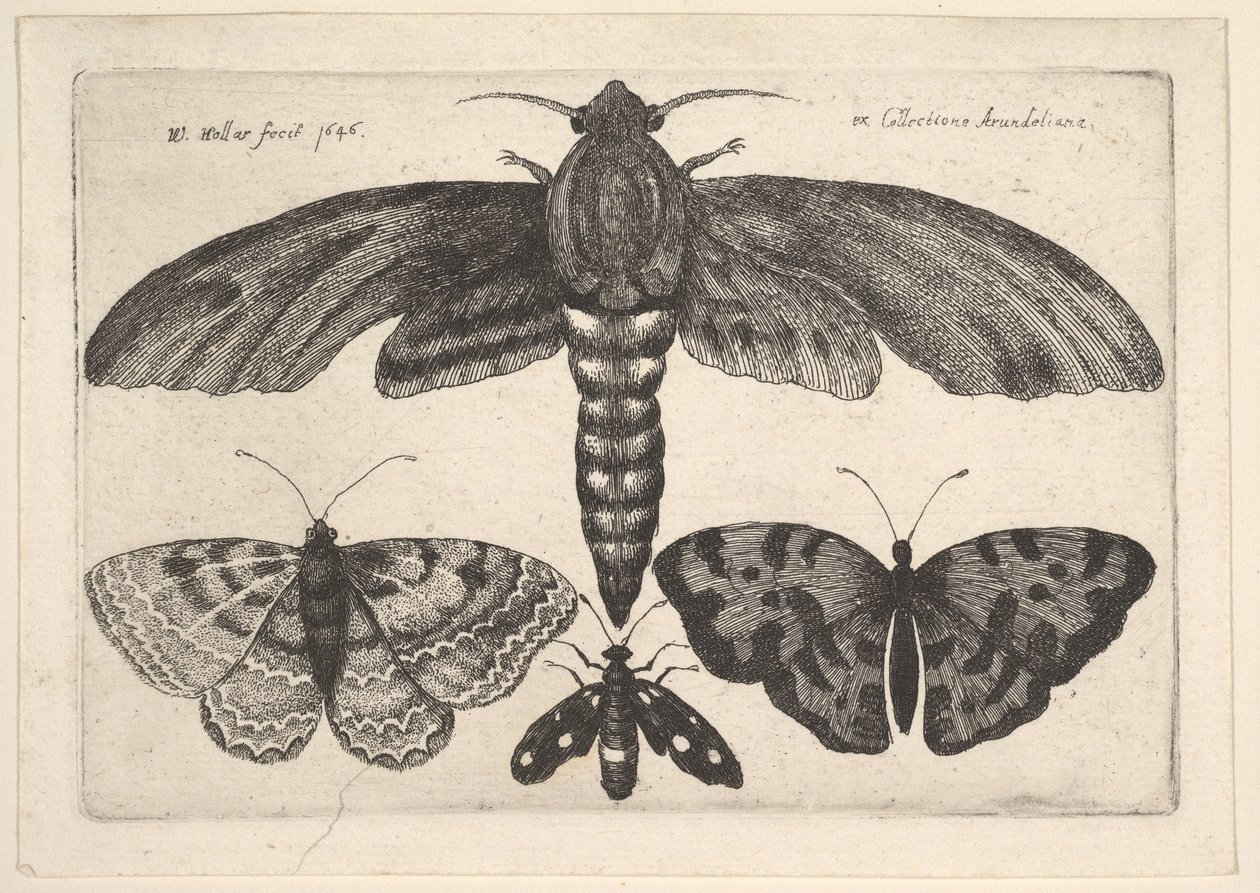 Moly és három pillangó, 1646. alkotó: Wenceslaus Hollar