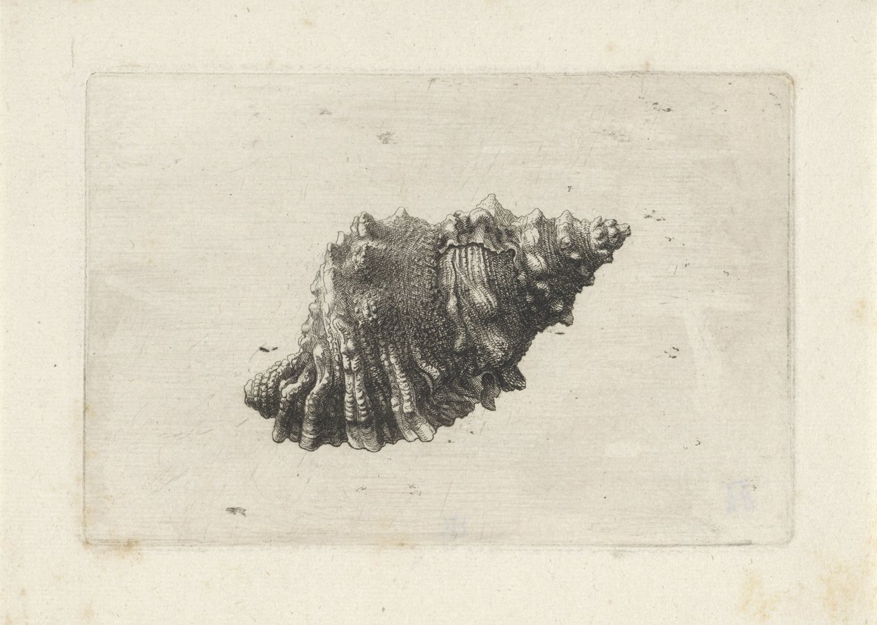Kagyló, bursa rubeta Shells (sorozat címe) alkotó: Wenceslaus Hollar