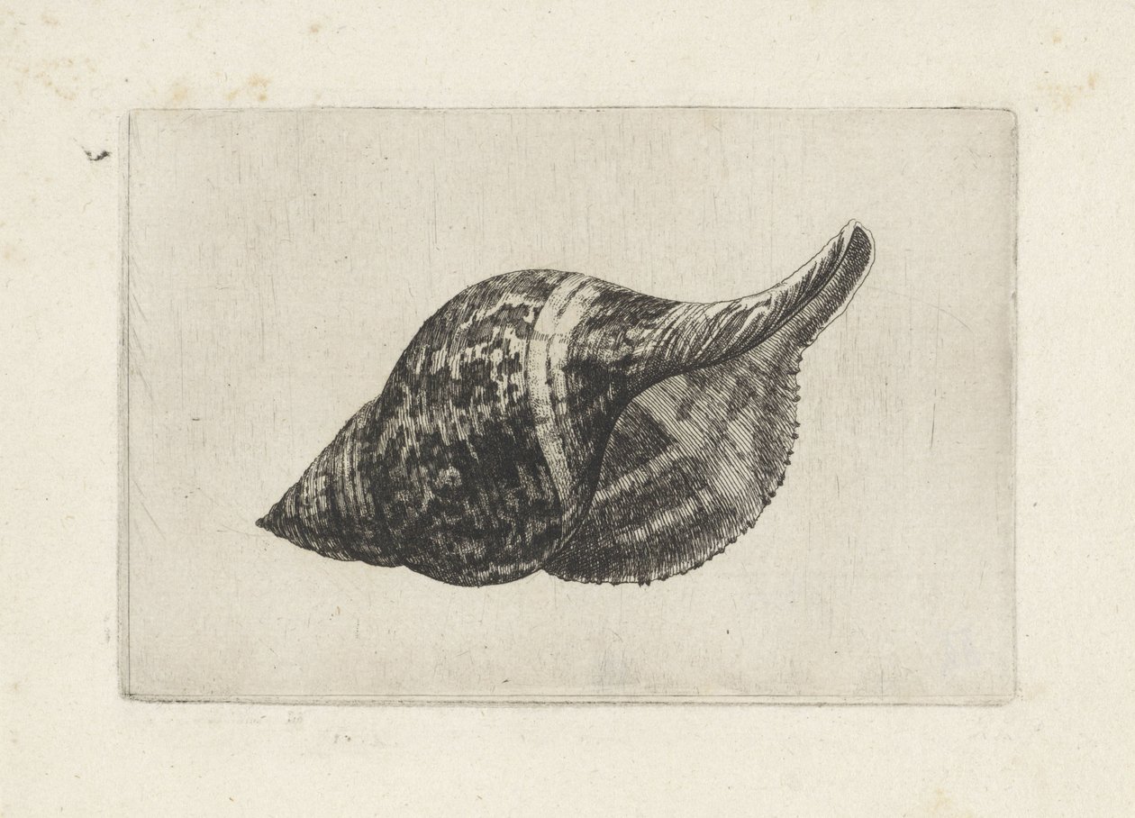 Kagyló, fasciolaria tulipa Shells (sorozat címe) alkotó: Wenceslaus Hollar