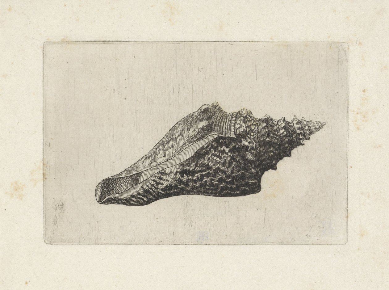 Kagyló, hemifusus ternatanus Shells (sorozat címe) alkotó: Wenceslaus Hollar