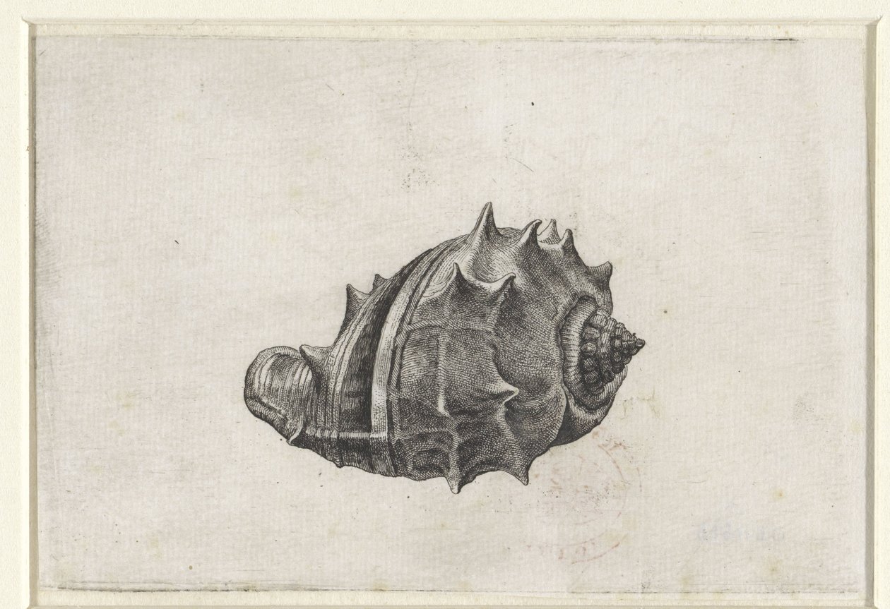 Shell, melongena melongena Shells (sorozat címe) alkotó: Wenceslaus Hollar