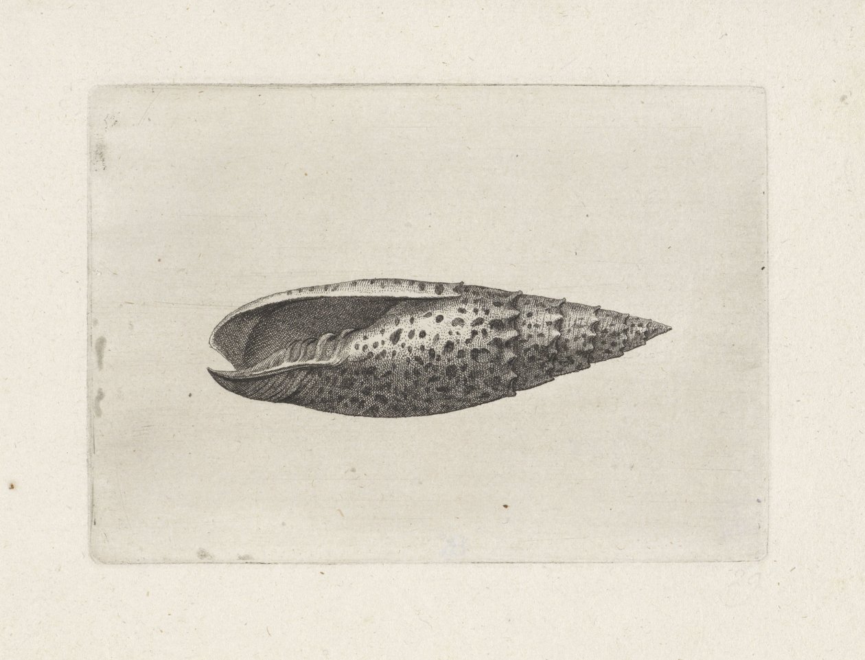 Shell, mitra papalis Shells (sorozat címe) alkotó: Wenceslaus Hollar