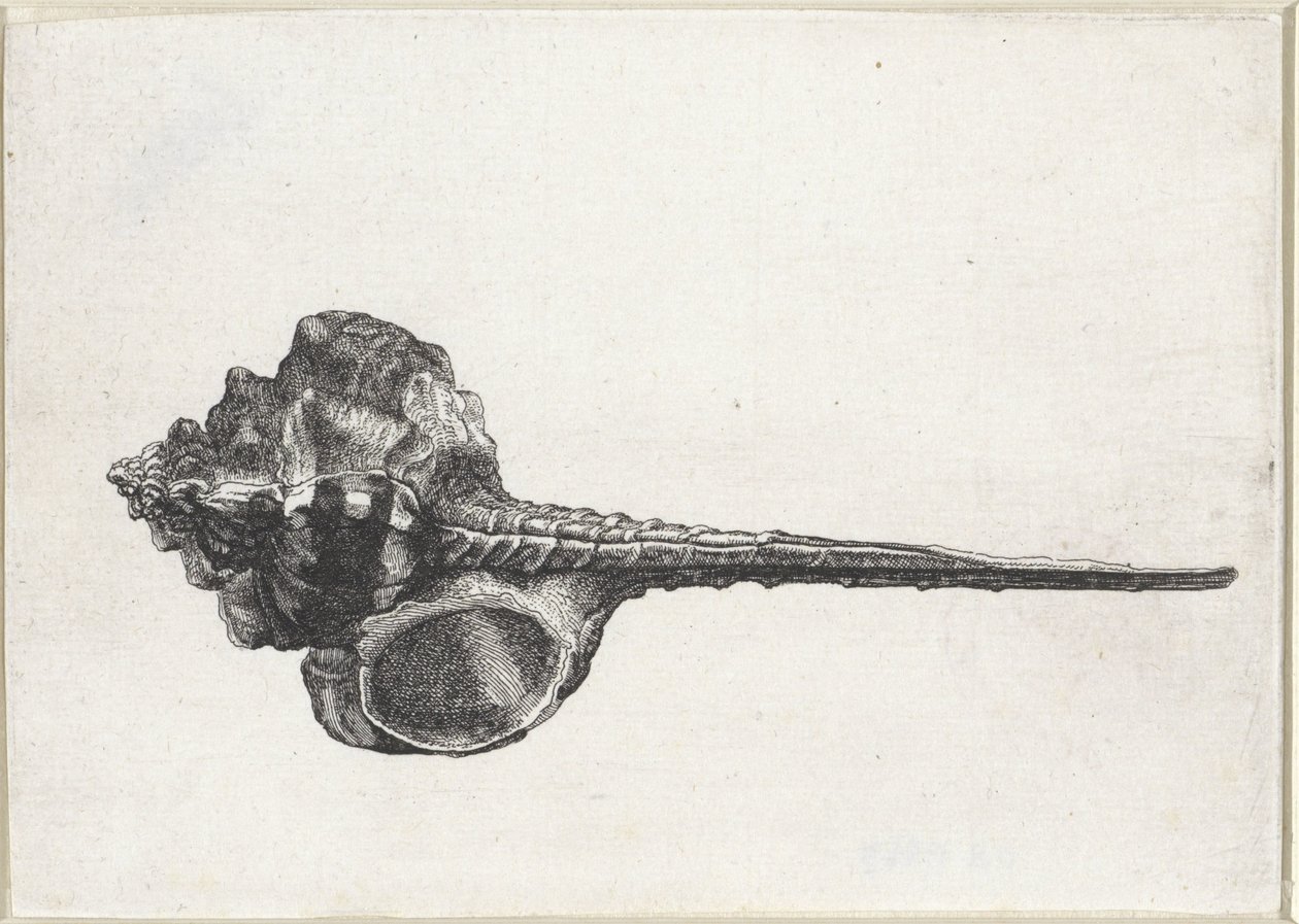 Kagyló, murex haustellum Shells (sorozat címe) alkotó: Wenceslaus Hollar