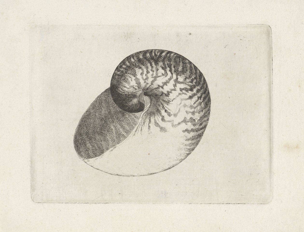 Shell, nautilus pompilius Shells (sorozat címe) alkotó: Wenceslaus Hollar