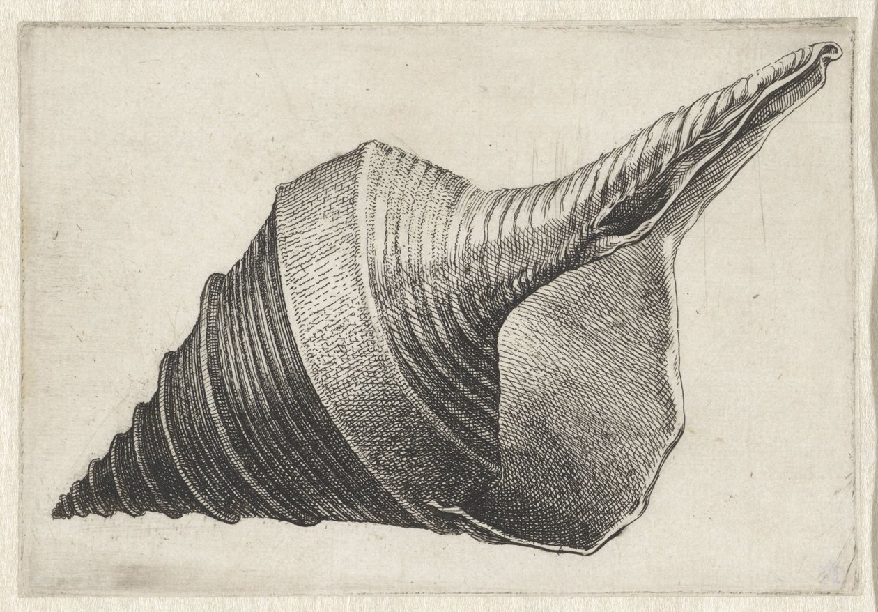 Shell, syrinx aruanus Shells (sorozat címe) alkotó: Wenceslaus Hollar
