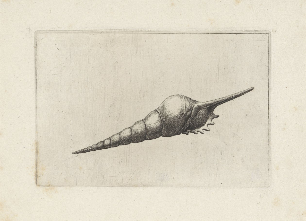 Schelp, fuvolaorsó melanocheilus Schelpen (sorozat címe) alkotó: Wenceslaus Hollar