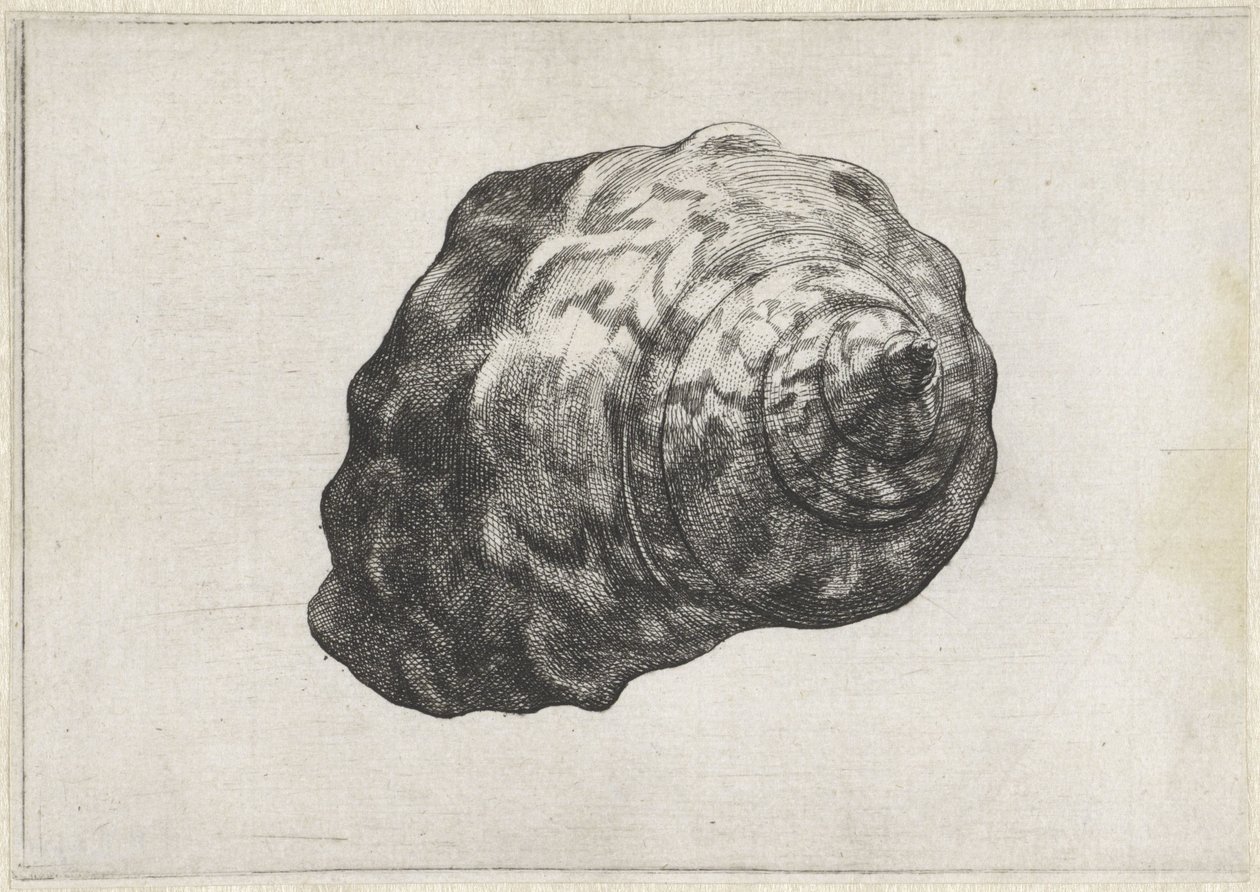 Shell, turbo sarmaticus Shells (sorozat címe) alkotó: Wenceslaus Hollar