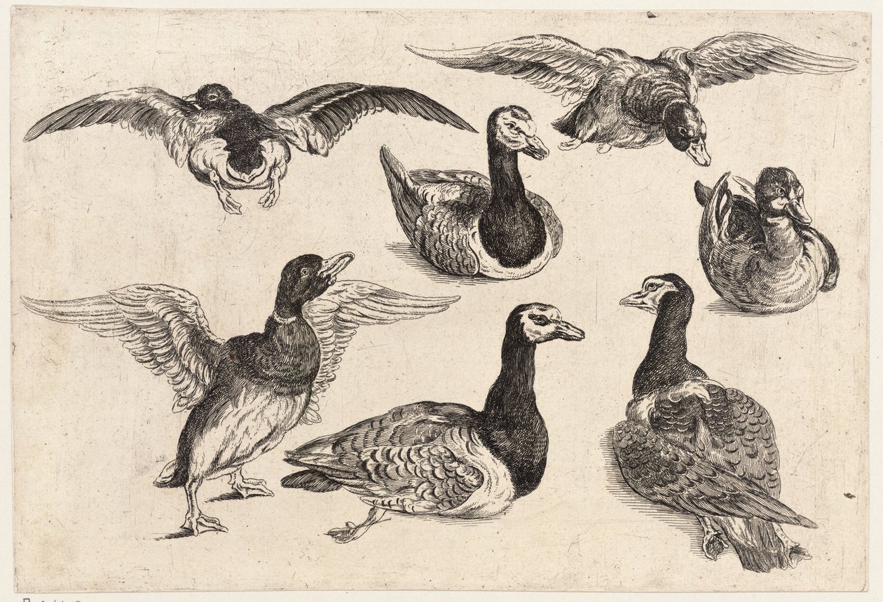 Hét kacsa alkotó: Wenceslaus Hollar