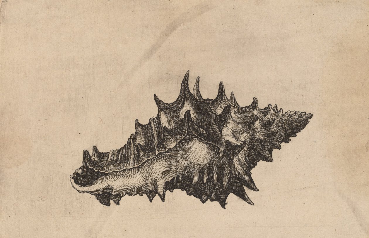 Shell Vasum ceramicum, c. 1645. alkotó: Wenceslaus Hollar