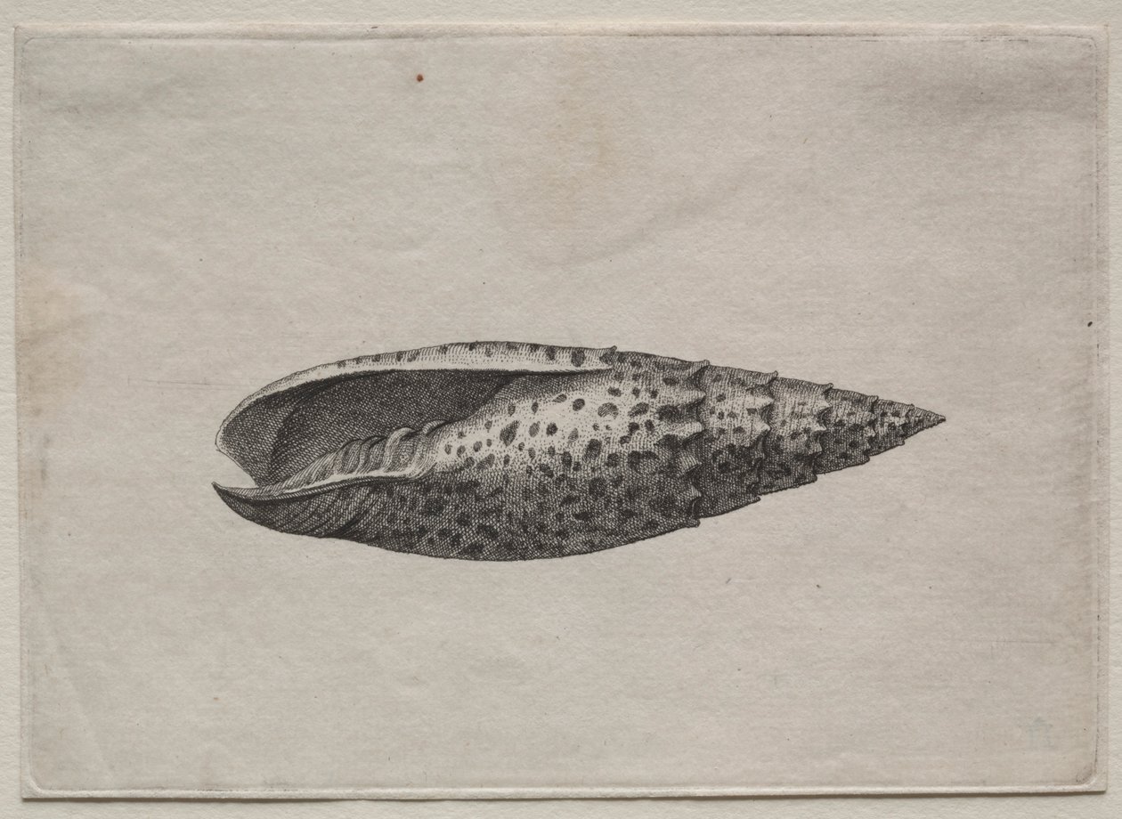 Kagylók: Mitra papalis L, c. 1640-es évek. alkotó: Wenceslaus Hollar