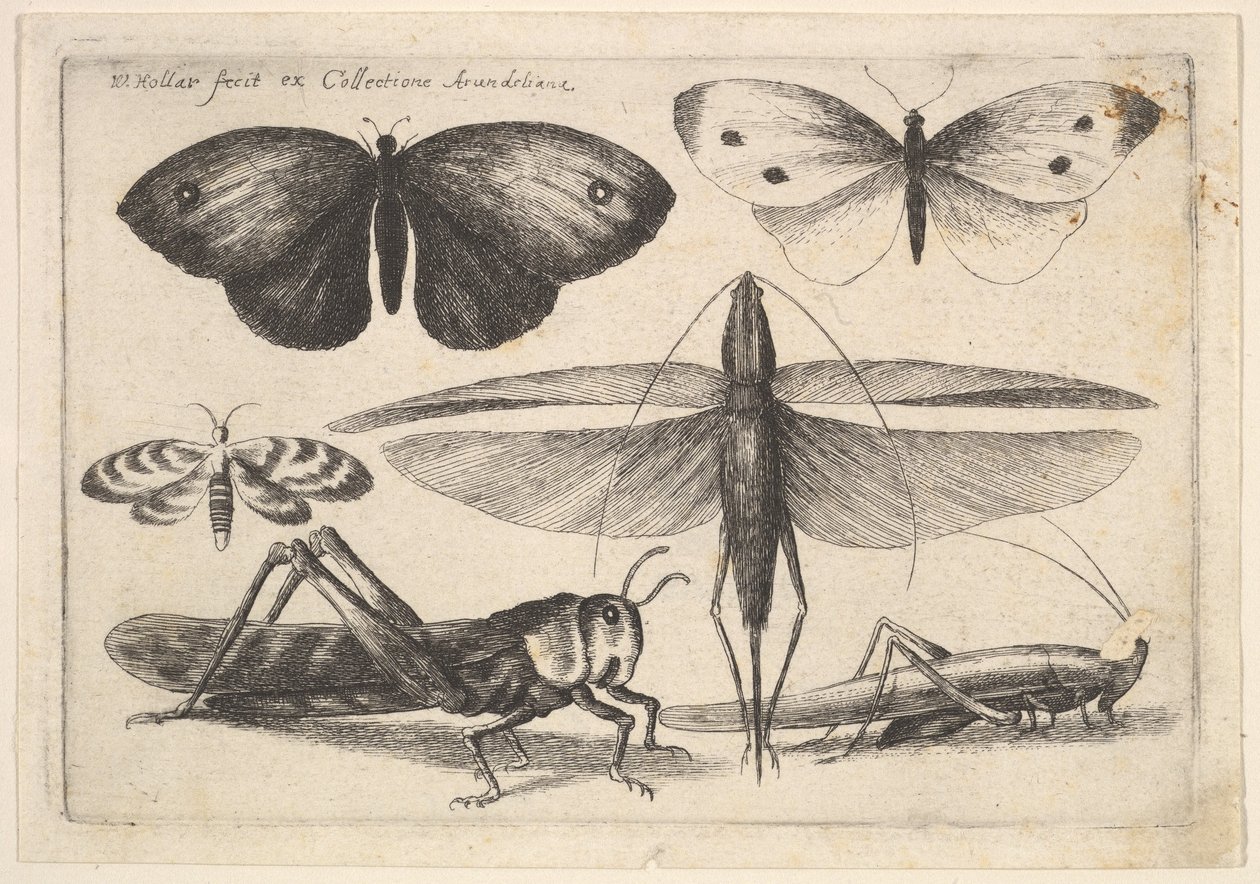 Hat rovar, 1646. alkotó: Wenceslaus Hollar