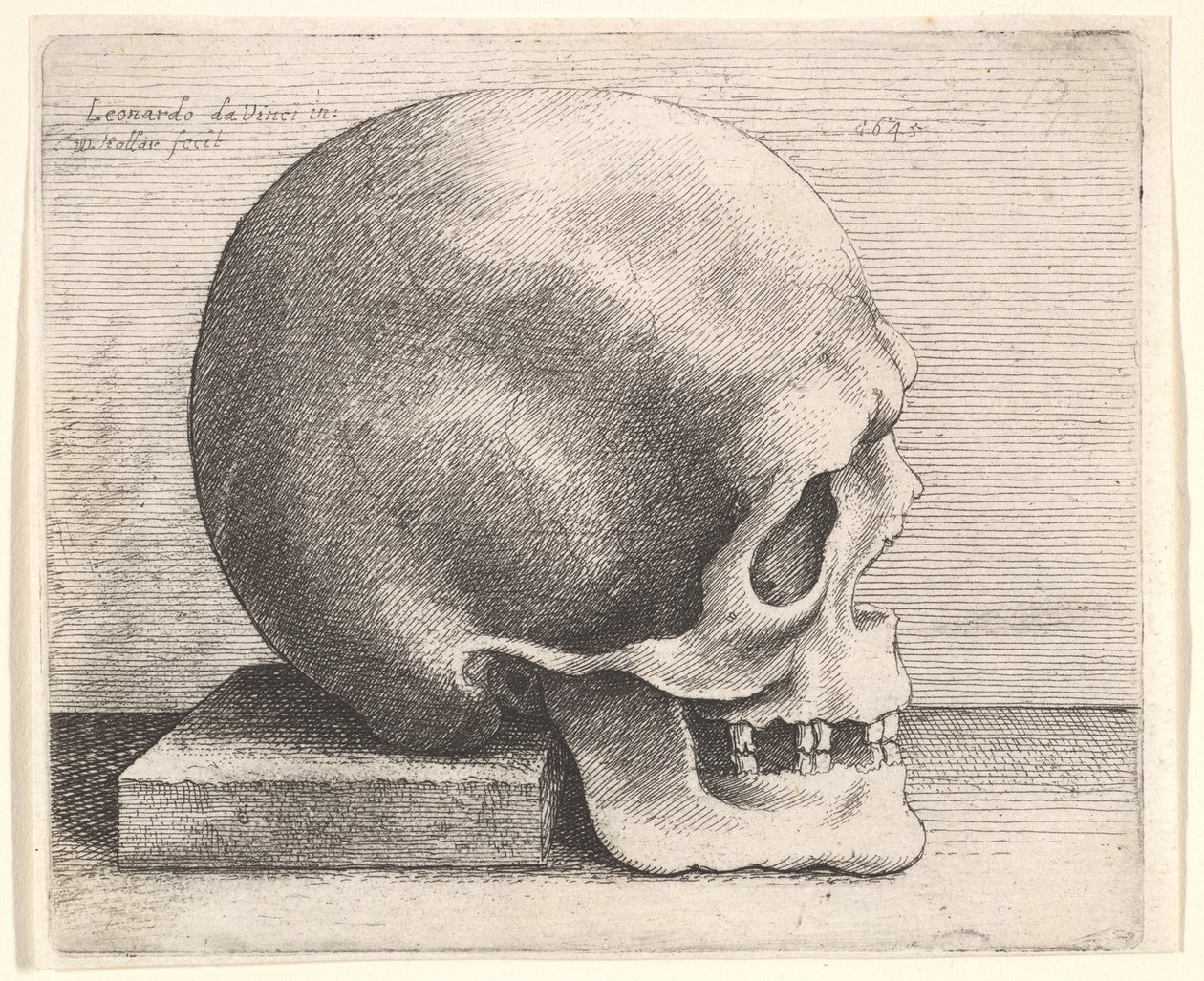 Koponya profilban jobbra, 1645. alkotó: Wenceslaus Hollar