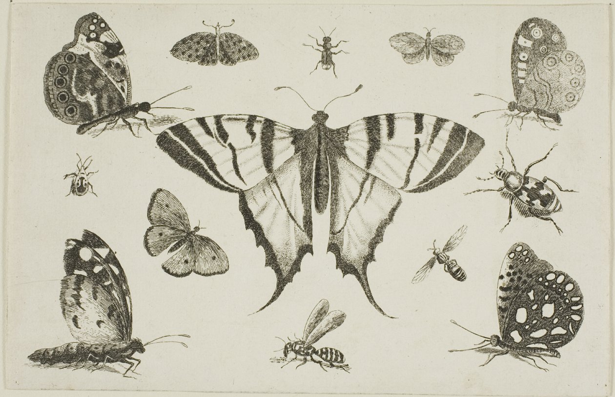 Fecskefarkú pillangó és tizenkét másik rovar alkotó: Wenceslaus Hollar