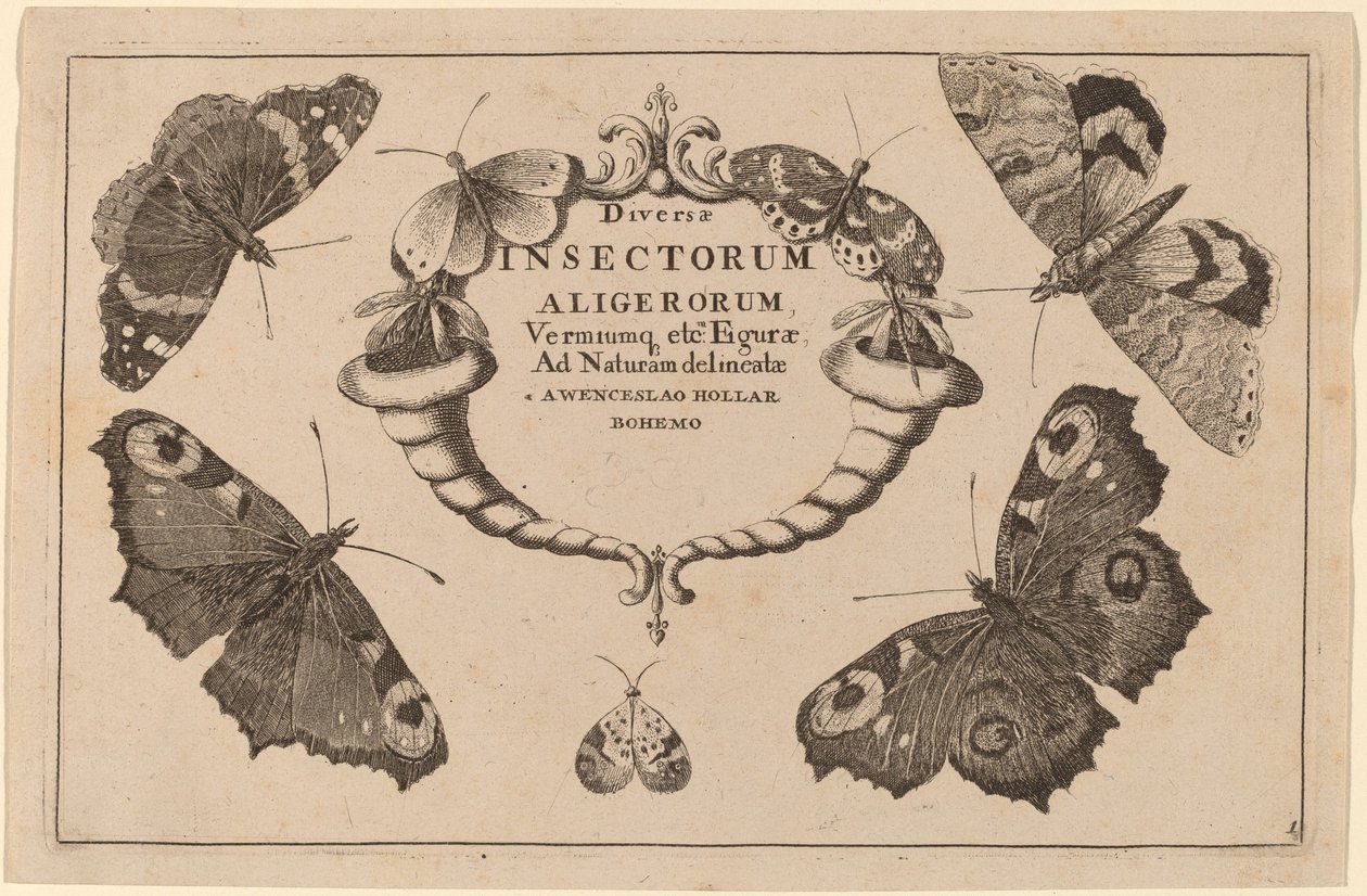 Címlap alkotó: Wenceslaus Hollar
