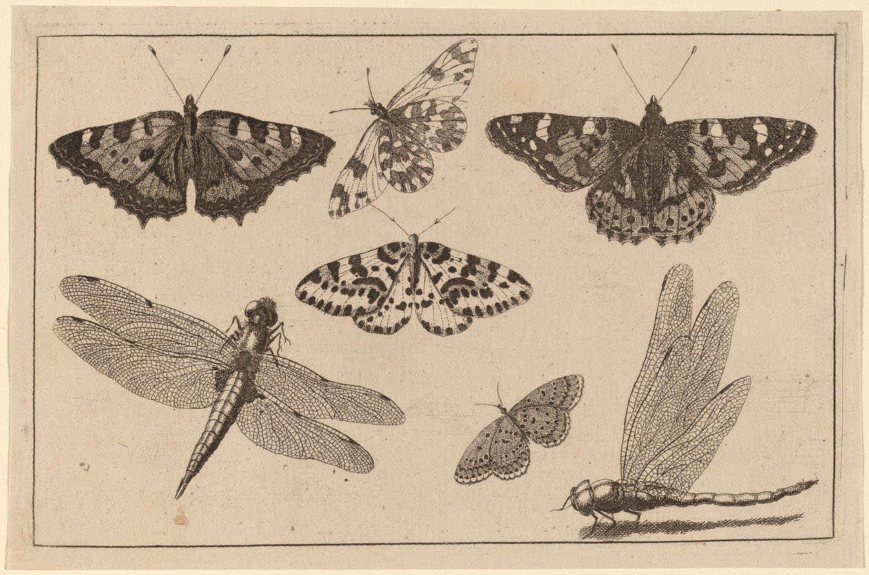 Két szitakötő és öt pillangó alkotó: Wenceslaus Hollar