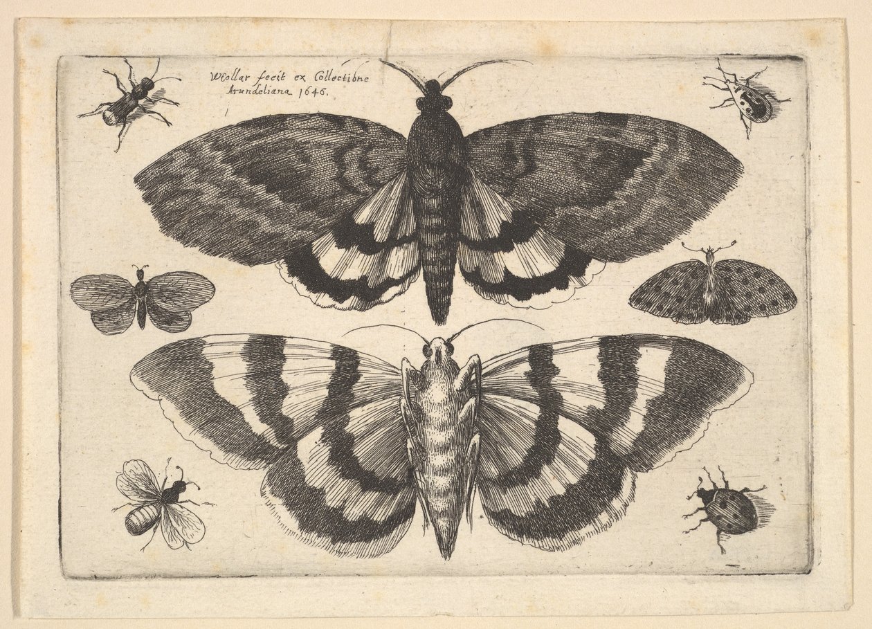 Két lepke és hat rovar, 1645. alkotó: Wenceslaus Hollar