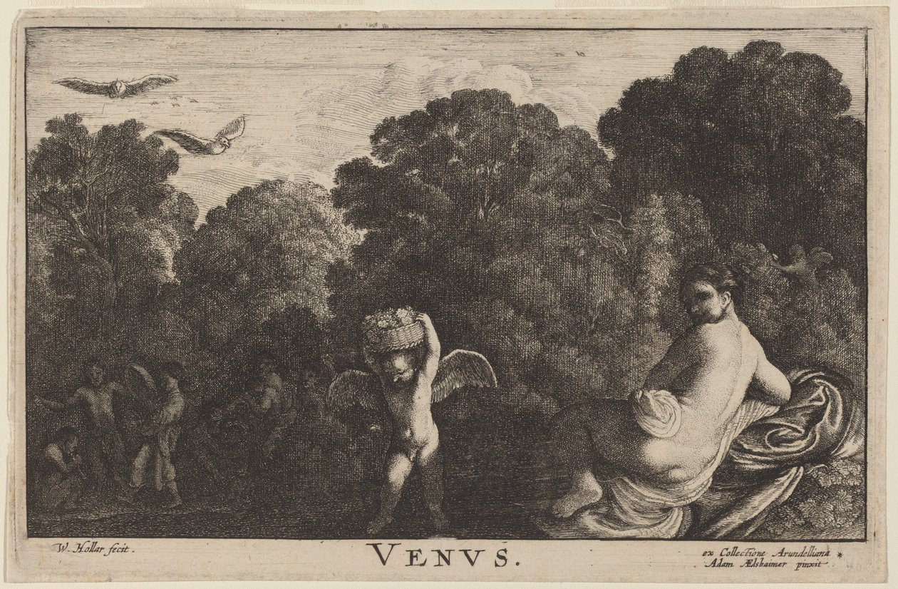 Vénusz alkotó: Wenceslaus Hollar