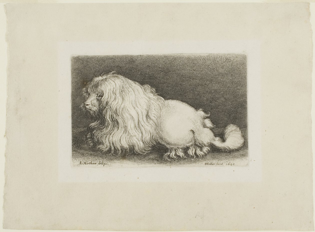 Fehér kutya alkotó: Wenceslaus Hollar