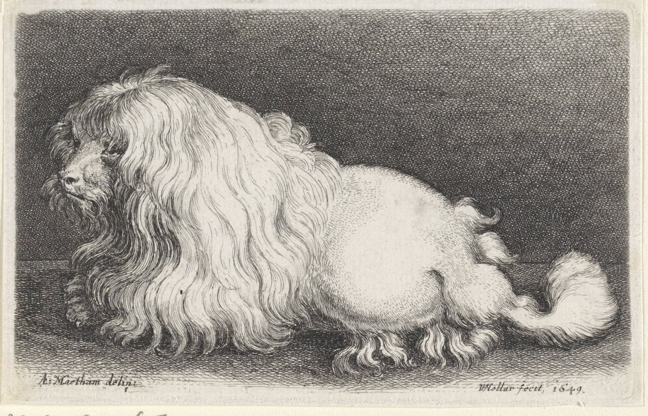 fehér kutya alkotó: Wenceslaus Hollar