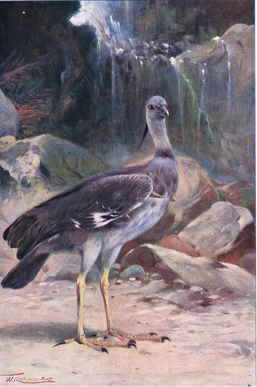 Crested Screamer, a Wildlife of the Worldből, Frederick Warne & Co, 1900 körül alkotó: Wilhelm Kuhnert