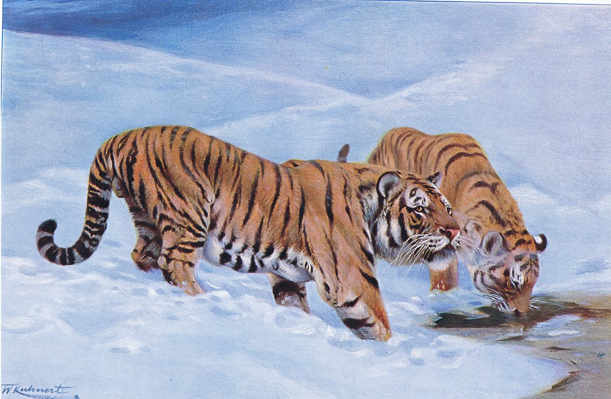 Mandzsúriai tigris, a Wildlife of the Worldből, Frederick Warne & Co., 1900 körül alkotó: Wilhelm Kuhnert