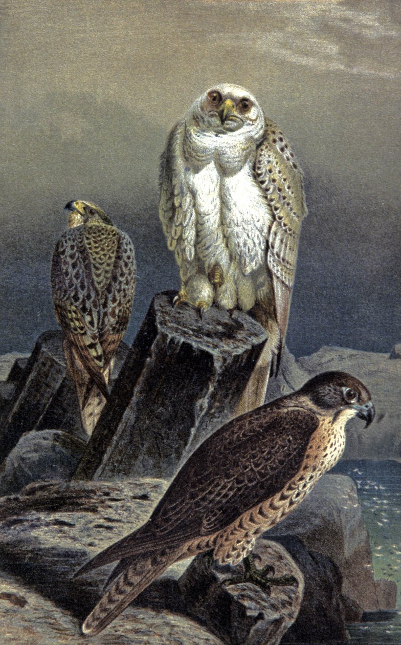 Hunting Falcon, c.1910 (illustration) alkotó: Wilhelm Kuhnert