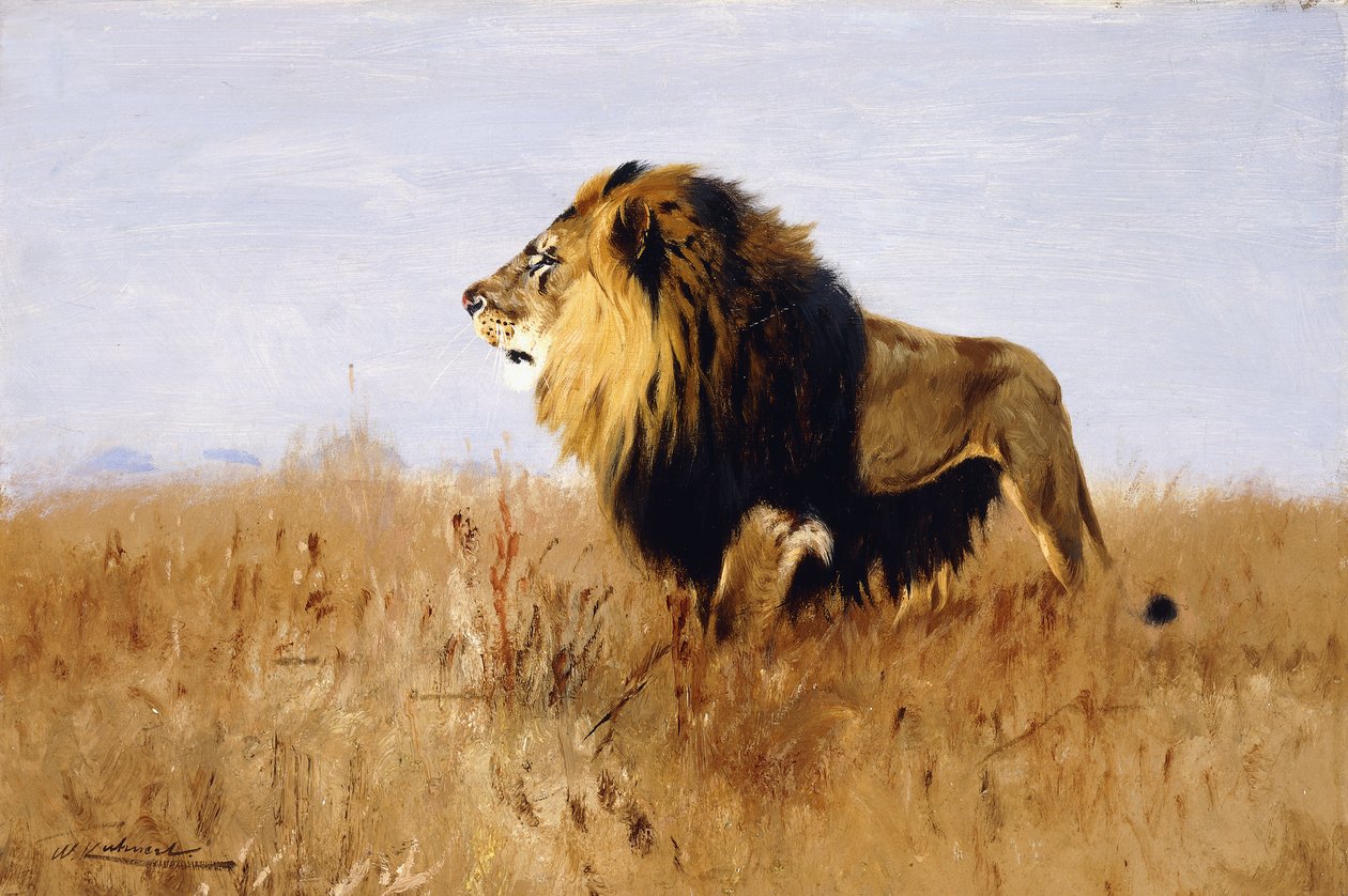 Oroszlán figyeli a zsákmányt, alkotó: Wilhelm Kuhnert