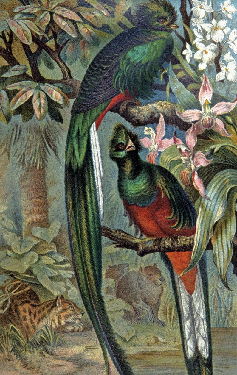 Quetzal resplendent, c.1910 (illustration) alkotó: Wilhelm Kuhnert
