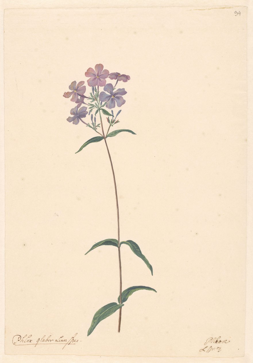 Egy phlox ága alkotó: Willem van Leen (attributed to)