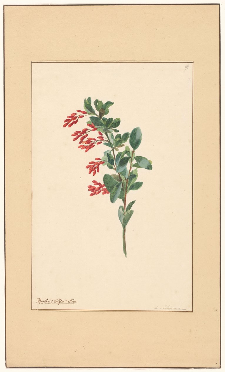 Egy borbolya ága alkotó: Willem van Leen (attributed to)