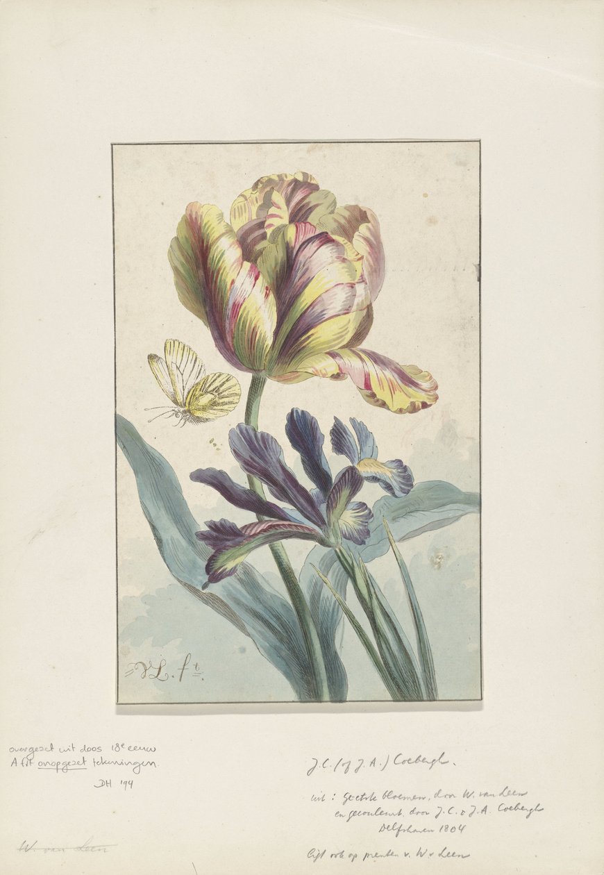 Tulipán és írisz alkotó: Willem van Leen